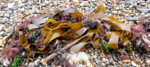 Kelp on the strandline