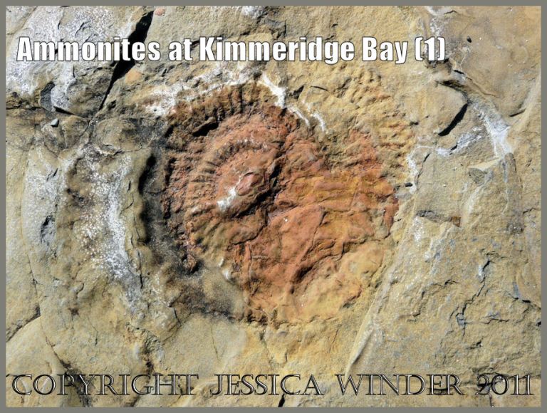 P1050994aBlog1 Ammonite fossil at Kimmeridge Bay, Dorset, UK - part of the Jurassic Coast.