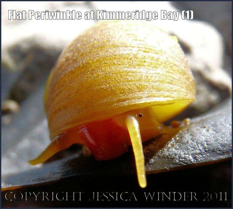 P1060093aBlog1 Flat periwinkle, Littorina obtusata (Linnaeus), on Toothed Wrack at Kimmeridge Bay, Dorset, UK on the Jurassic Coast World Heritage Site