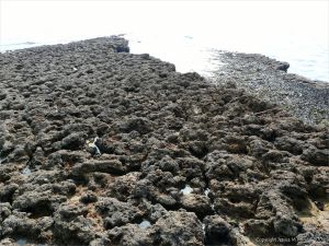 Black patches of Pygmy Lichen on seashore rocks