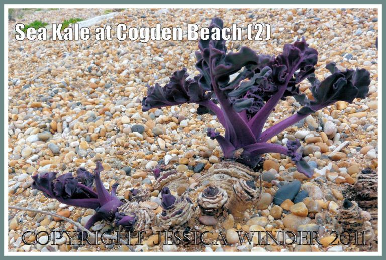 Sea Kale, Crambe maritima Linnaeus, emerging from the shingle at Cogden Beach, Dorset, UK - part of the Jurassic Coast (2)