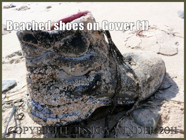 P1010821bBlog01 Barnacle-covered boot on the strandline at Broughton Bay, August 2008 (1)