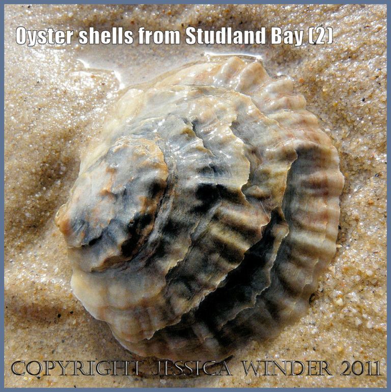 P1050466dBlog2 Flat oyster shell, Ostrea edulis Linnaeus, from Studland Bay, Dorset, UK - part of the Jurassic Coast - showing outer surface of the left or cupped valve. P1050466dBlog2 Flat oyster shell, Ostrea edulis Linnaeus, from Studland Bay, Dorset, UK - part of the Jurassic Coast - showing outer surface of the left or cupped valve.