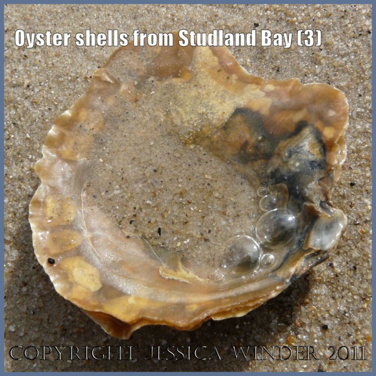 P1050468bBlog3 Flat Oyster, Ostrea edulis Linnaeus, showing inner surface of the left valve, from Studland Bay, Dorset, UK - part of the Jurassic Coast. P1050468bBlog3 Flat Oyster, Ostrea edulis Linnaeus, showing inner surface of the left valve, from Studland Bay, Dorset, UK - part of the Jurassic Coast.