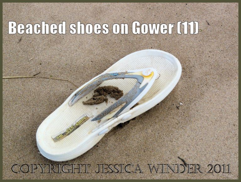 P1070819aBlog11 White left flip-flop sandal with blue stripe on the thong, washed as flotsam onto the sandy beach (11)