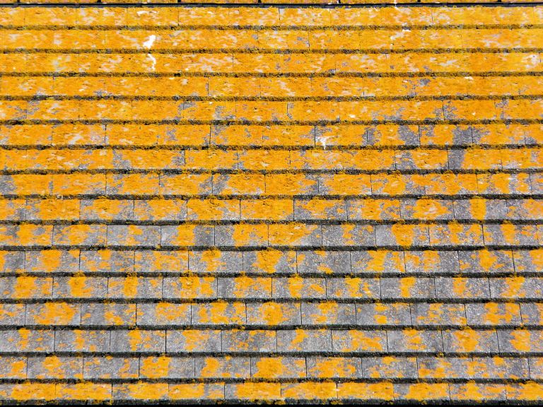 P1080810a Pattern of yellow lichen on a roof top at Wyke Regis, Dorset, UK.