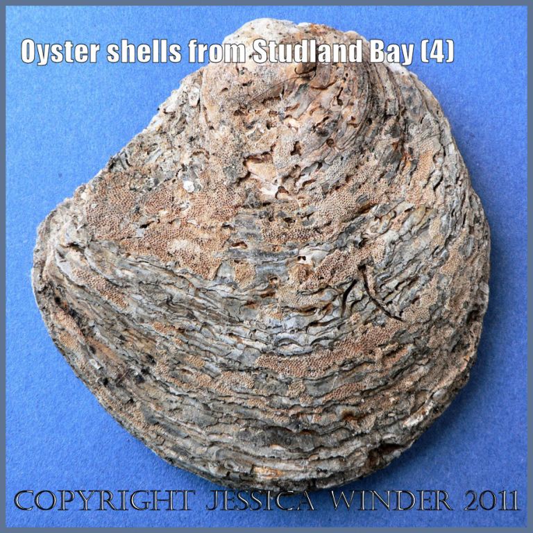 P1080939bBlog4 Flat oyster, Ostrea edulis Linnaeus, outer surface of right valve, dredged from Poole Bay, Dorset, UK. P1080939bBlog4 Flat oyster, Ostrea edulis Linnaeus, outer surface of right valve, dredged from Poole Bay, Dorset, UK.