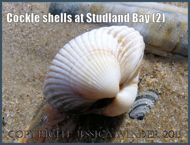 Studland Bay cockle shell picture: Clean, fresh, white cockle shell, Cerastoderma edule (Linnaeus), at Studland Bay, Dorset, UK - part of the Jurassic Coast (P1050471bBlog2)