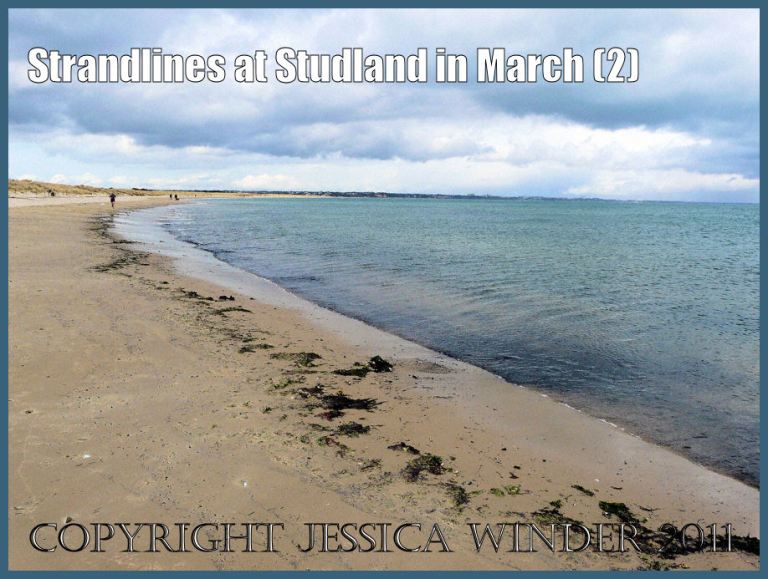 Sandy beach photograph: Seashore strandline formation - a line of fresh wet seaweed at the edge of the retreating tide marks the formation of a new strandline on the sandy beach owned by the National Trust at Studland Bay, Dorset, UK, on the Jurassic Coast (P1060812aBlog2)