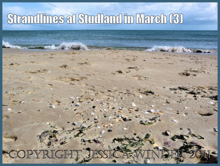 Seashore picture: Sandy seashore strandline of dried seaweed and empty shells marking the height of the previous high tide at the National Trust owned beach of Studland Bay, Dorset, UK, on the Jurassic Coast (P1060892aBlog3)