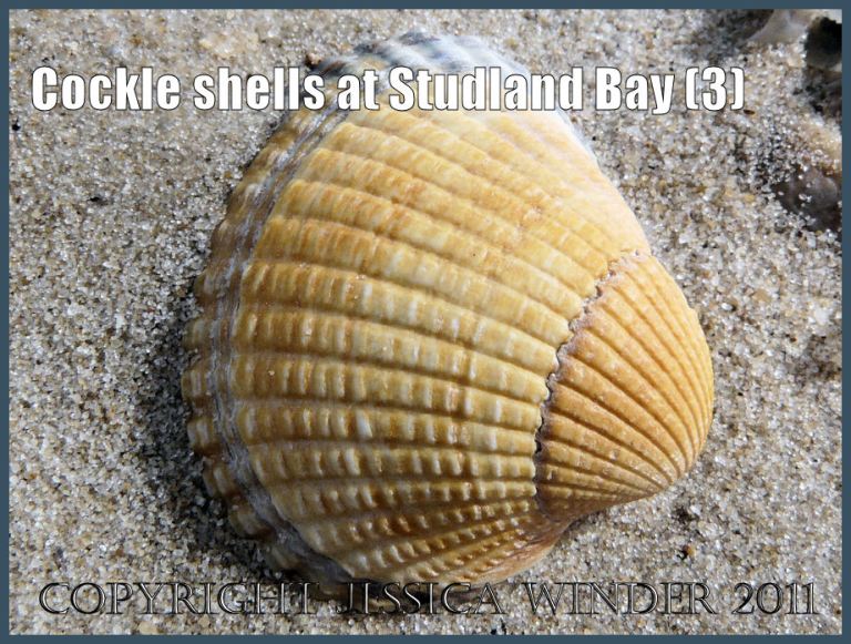 Cockle shell photograph: Cockle shell, Cerastoderma edule (Linnaeus), at Studland Bay, Dorset, UK, on the Jurassic Coast World Heritage Site, stained yellow by burial in the upper layers of sand (P1060898aBlog3)