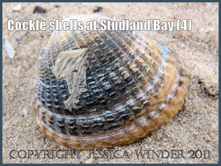 Seashell picture: Cockle shell, Cerastoderma edule (Linnaeus), on Studland Beach, Dorset, UK - part of the Jurassic Coast World Heritage Site - stained black from burial in deeper levels of sediment (P1060901aBlog4)