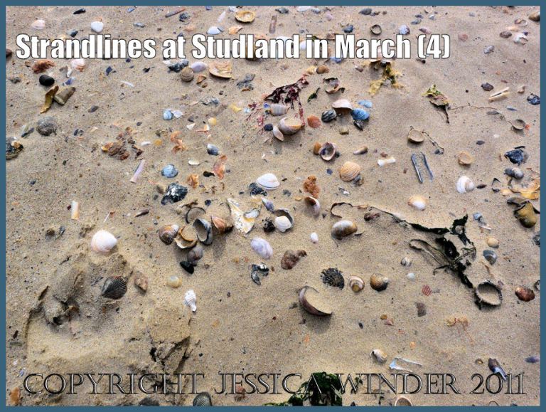 Strandline seashells picture: Strandline showing how wind-blown sand and traffic along the beach begins to bury the empty shells and dried weed on one of the strandlines at Studland Bay, Dorset, UK, on the Jurassic Coast (P1060920aBlog4)