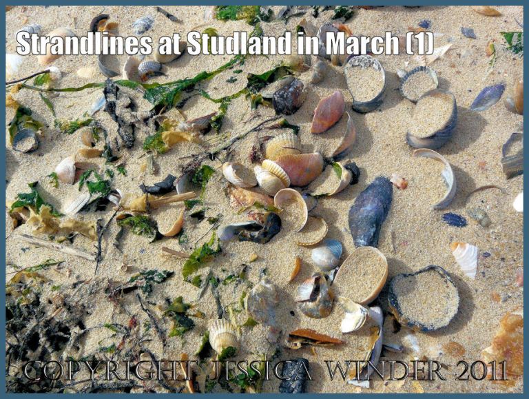 Seashells on dry sand picture: Seashells and seaweed on a strandline in dry sand on the National Trust owned beach at Studland bay, Dorset, UK, on the Jurassic Coast World Heritage Site (P1060935aBlog1)