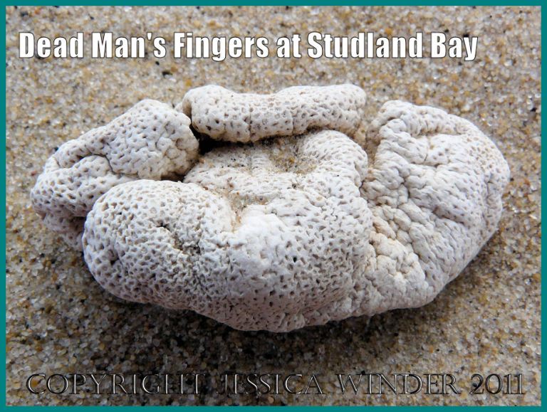 P1060961Blog1 Dead Man's Fingers, Alcyonium digitatum (Linnaeus), a soft coral washed up at Studland Bay, Dorset, UK - part of the Jurassic Coast. Common British seashore creature: Dead Man's Fingers, Alcyonium digitatum (Linnaeus), a soft coral washed up at Studland Bay, Dorset, UK - part of the Jurassic Coast (P1060961Blog1)