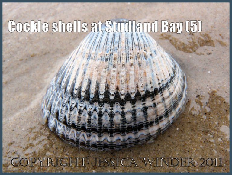 Cockle shell picture: Cockle shell, Cerastoderma edule (Linnaeus), on the sandy beach at Studland Bay, Dorset, UK, on the Jurassic Coast World Heritage Site, with black and white pattern due to staining by burial in deep sediments and subsequent erosion and shell wear (P1060992aBlog5)