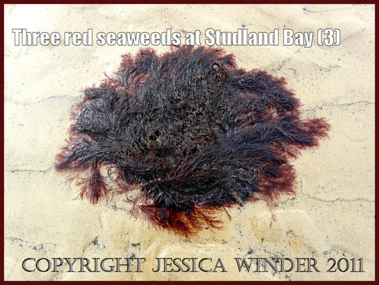 P1070082aBlog3 Red seaweed washed up on the sandy shore of Studland Bay, Dorset, UK - part of the Jurassic Coast World Heritage Site (3) Studland Bay seaweed pictures: Red seaweed washed up on the sandy shore of Studland Bay, Dorset, UK - part of the Jurassic Coast (P1070082aBlog3)