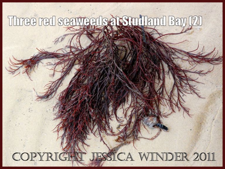 P1070101aBlog2 Red seaweed washed up on the sandy shore of Studland Bay, Dorset, UK - part of the Jurassic Coast (2) Red seaweed photograph: Red seaweed washed up on the sandy shore of Studland Bay, Dorset, UK - part of the Jurassic Coast (P1070101aBlog2)