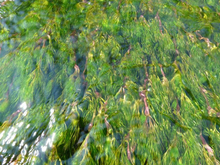 Water-Crowfoot viewed through fast-flowing rippling water.