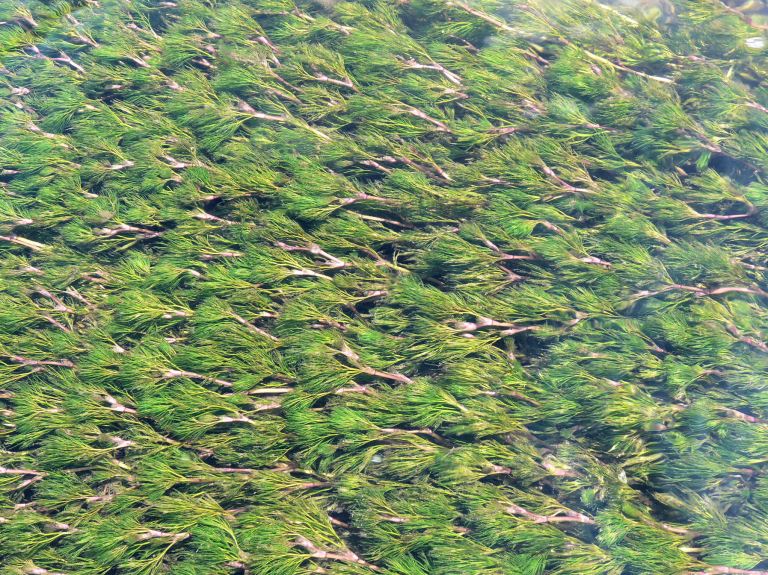 Green repeating patterns of Water-Crowfoot weed in the River Cerne, Dorset, UK.