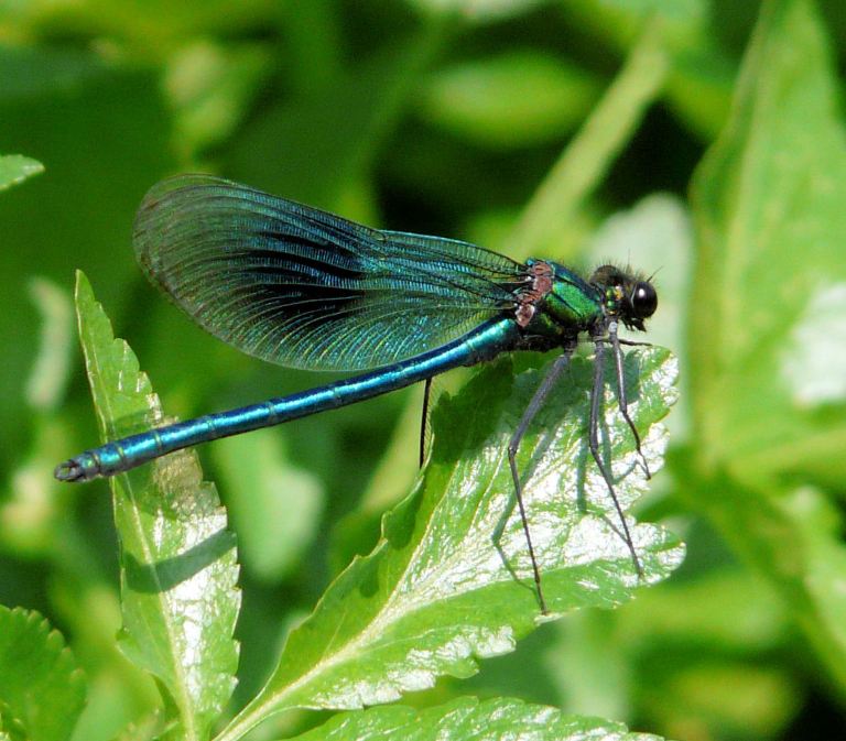 Blue damselfly, Agrion splendens (Harris), on bankside vegetation of the River Cerne, Dorset, UK.