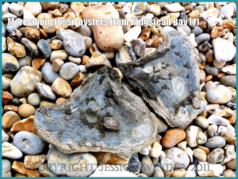 P1090838aBlog1 Fossil oyster shells, Deltoidium delta, at Ringstead Bay, Dorset, UK part of the Jurassic Coast World Heritage Site, showing mystery inclusion (1) P1090838aBlog1 Fossil oyster shells, Deltoidium delta, at Ringstead Bay, Dorset, UK part of the Jurassic Coast World Heritage Site, showing mystery inclusion (1)