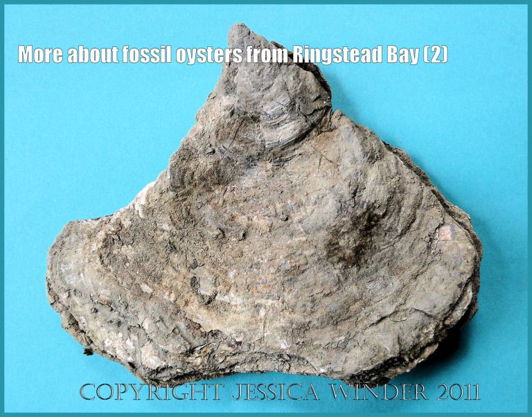 P1090955aBlog2 The Jurassic fossil oyster, Deltoidium delta, from Ringstead Bay, Dorset, UK on the Jurassic Coast World Heritage Site, showing typical almost triangular shape (2) P1090955aBlog2 The Jurassic fossil oyster, Deltoidium delta, from Ringstead Bay, Dorset, UK on the Jurassic Coast World Heritage Site, showing typical almost triangular shape (2)