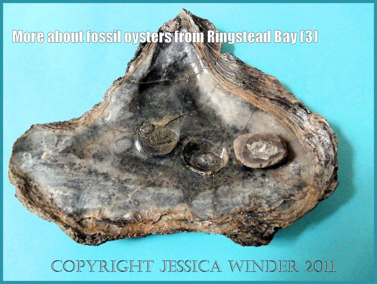 P1100006aBlog3 A Jurassic fossil oyster, Deltoidium delta, from Ringstead Bay, Dorset, UK on the Jurassic Coast World Heritage Site, showing the enclosed squashed pebble and the depression which it occupied in the shell (3) P1100006aBlog3 A Jurassic fossil oyster, Deltoidium delta, from Ringstead Bay, Dorset, UK on the Jurassic Coast World Heritage Site, showing the enclosed squashed pebble and the depression which it occupied in the shell (3)