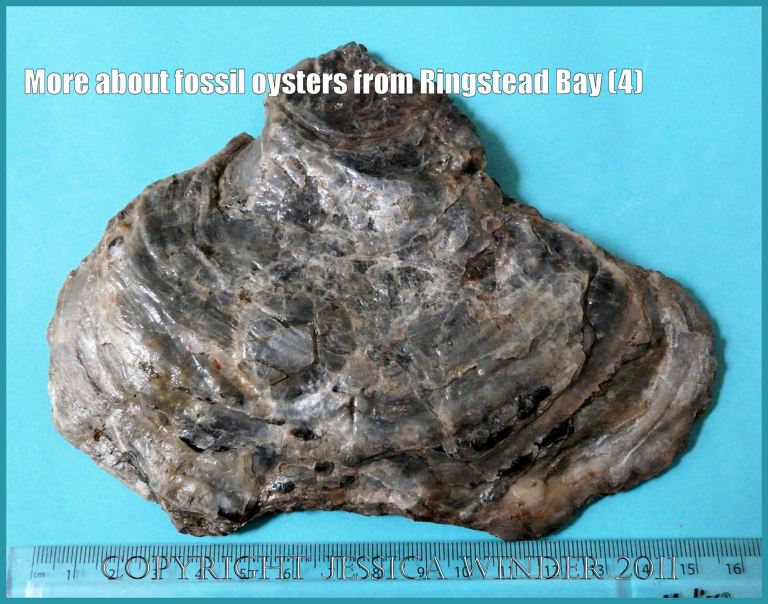 P1100020aBlog4 A Jurassic fossil oyster, Deltoidium delta, from Ringstead Bay, Dorset, UK on the Jurassic Coast World heritage Site, showing the numerous pressure fractures and impression of the enclosed squashed pebble (4) P1100020aBlog4 A Jurassic fossil oyster, Deltoidium delta, from Ringstead Bay, Dorset, UK on the Jurassic Coast World heritage Site, showing the numerous pressure fractures and impression of the enclosed squashed pebble (4)