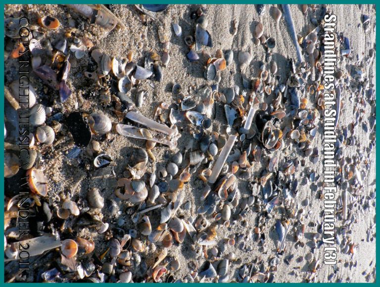 Seashore seashells photograph: Strandline with seashells and other natural debris on the National Trust owned beach at Studland Bay, Dorset, UK, in February 2009, on the Jurassic Coast World Heritage Site (P1110254aBlog3)
