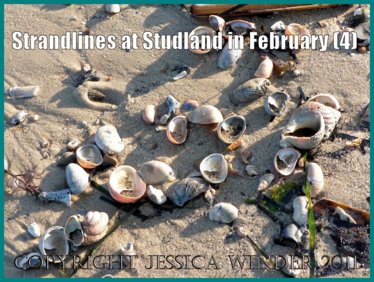 Seashells photograph: Strandline with mostly Slipper Limpet seashells and other natural debris on the National Trust owned beach at Studland Bay, Dorset, UK, in February 2009, on the Jurassic Coast World Heritage Site (P1110256aBlog4)