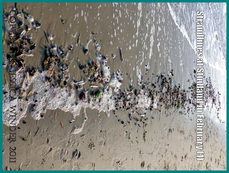Seashore picture: Strandline on the National Trust owned beach at Studland Bay, Dorset, UK, in February 2009, on the Jurassic Coast World Heritage Site (P1110409aBlog1)