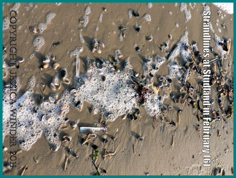 seashore strandline photograph: Strandline with seafoam, seashells, and other natural debris on the National Trust owned beach at Studland Bay, Dorset, UK, in February 2009, on the Jurassic Coast World Heritage Site (P1110410aBlog6)