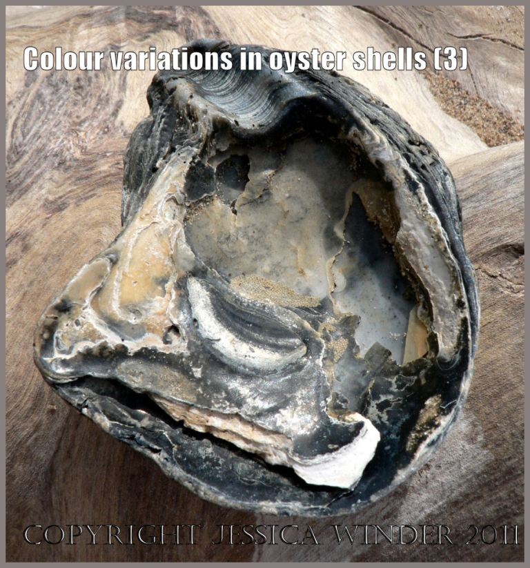 P1060830bBlog3 Black left valve shell of Flat Oyster (Ostrea edulis L.) interior view, on driftwood at Rhossili Bay, Gower, South Wales, UK.
