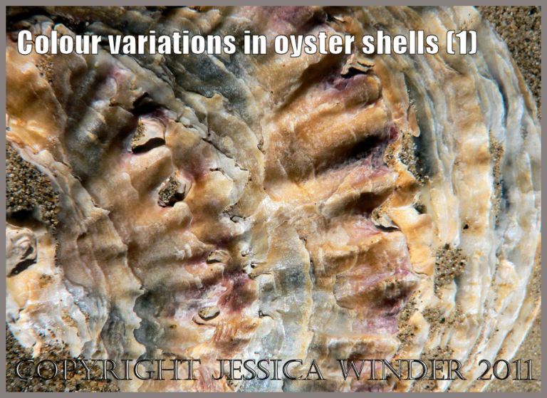 P1070625aBlog1 Colour banding in shell of Common Flat Oyster from Whiteford Point, Gower, South Wales.