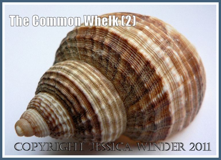 P1100849aBlog2 Brown and cream coloured empty Common Whelk shell, Buccinum undatum L., showing the pattern of growth lines, from Rhossili Bay, Gower, South Wales, U.K. (2) Whelk shell with pattern of growth lines: Brown and cream coloured empty Common Whelk shell, Buccinum undatum L., showing the pattern of growth lines, from Rhossili Bay, Gower, South Wales, U.K. (2)