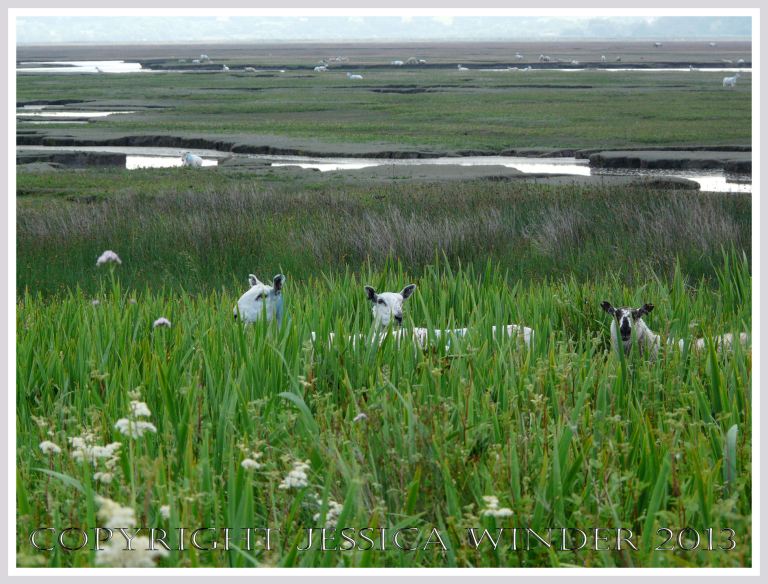 Saltmarsh Sheep at Whiteford (2) - Sheep on the saltmarsh by Whiteford National Nature Reserve, Gower, South Wales, June 2009.