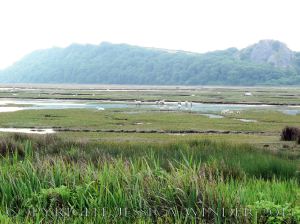Saltmarsh Sheep at Whiteford (8) - Flooded drainage channels with stranded sheep, wild ponies, and flocks of sea birds at high spring tide on Landimore Marsh at Whiteford, Gower, South Wales, June 2009.