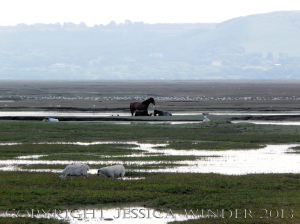 Saltmarsh Sheep at Whiteford (10) - Flooded drainage channels with stranded sheep, wild ponies, and flocks of sea birds at high spring tide on Landimore Marsh at Whiteford, Gower, South Wales, June 2009.