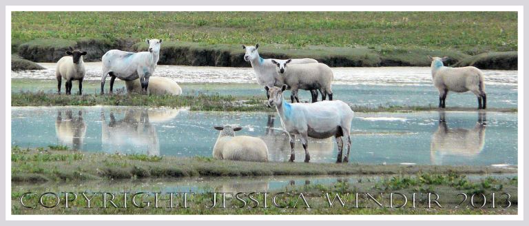 Saltmarsh Sheep at Whiteford (1) - Sheep on flooded ground at Landimore Marsh, Whiteford, Gower, South Wales.