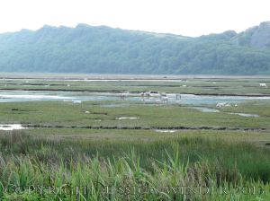 Saltmarsh Sheep at Whiteford (11) - Flooded drainage channels with stranded sheep at high spring tide on Landimore Marsh at Whiteford, Gower, South Wales, June 2009.