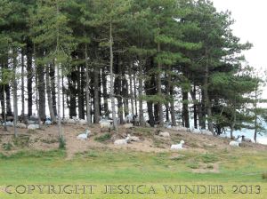Saltmarsh Sheep at Whiteford (16) - Sheep resting beneath pine trees on Bergins Island which is part of Whiteford National Nature Reserve and adjacent to Landimore Marsh. June 2009.