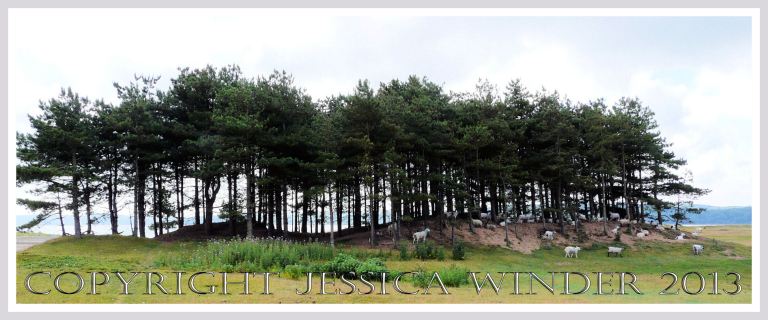Saltmarsh Sheep at Whiteford (4) - Sheep resting safe and dry beneath pines of Bergins Island adjacent to Landimore Marsh and Whiteford Burrows, Gower, South Wales. June 2009.