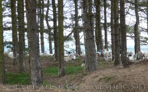Saltmarsh Sheep at Whiteford (17) - Sheep resting beneath pine trees on Bergins Island which is part of Whiteford National Nature Reserve and adjacent to Landimore Marsh. June 2009.
