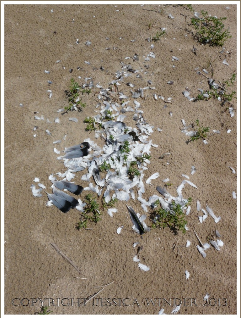 A group of white, grey and black feathers on wet sand.