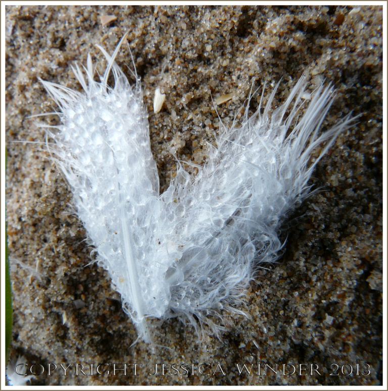 Two dew-laden white feathers in a heart shape on a sandy beach.