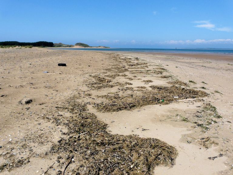 The strandline at Whiteford Point, Gower, South Wales, one day in June 2009