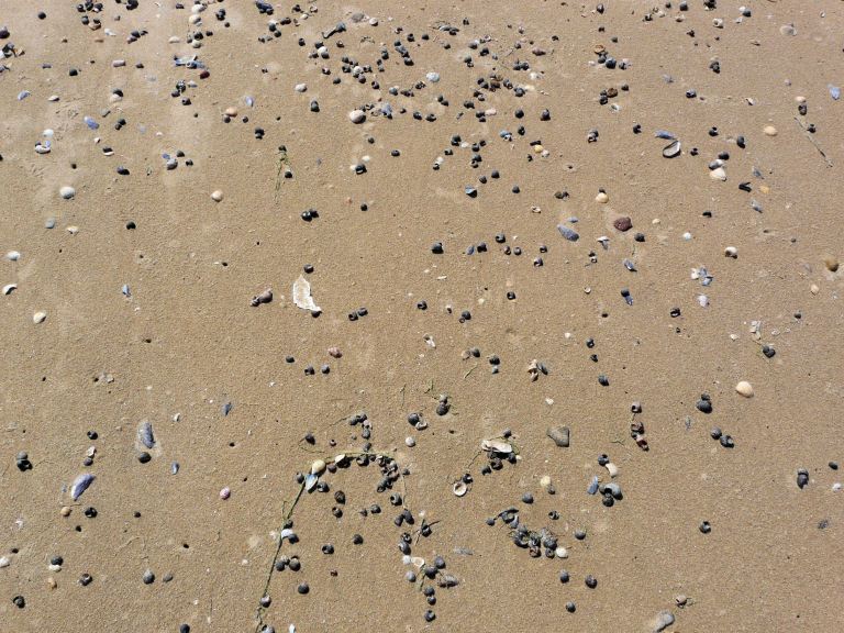 Dry, sand- and salt-encrusted empty Common Winkle shells, Littorina littorea (Linnaeus), scattered on the sand at Whiteford Point, Gower, South Wales.