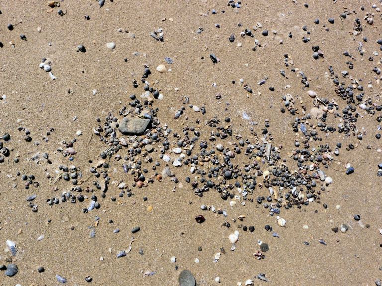 P1110785a One of many successive linear strandline accumulations of dry Common Winkle shells, Littorina Littorea (Linnaeus), at Whiteford Point, Gower, South Wales.