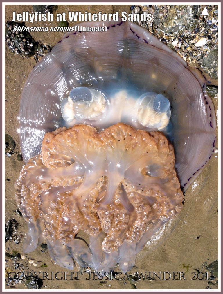 Stranded jellyfish: A large jellyfish, Rhizostoma octopus (Linnaeus), stranded on the beach at Whiteford Sands, Gower, South Wales,  27 June 2009.
